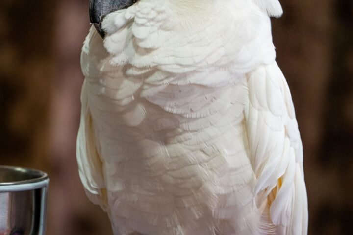White cockatoo perched indoors during behavior and vocalization monitoring