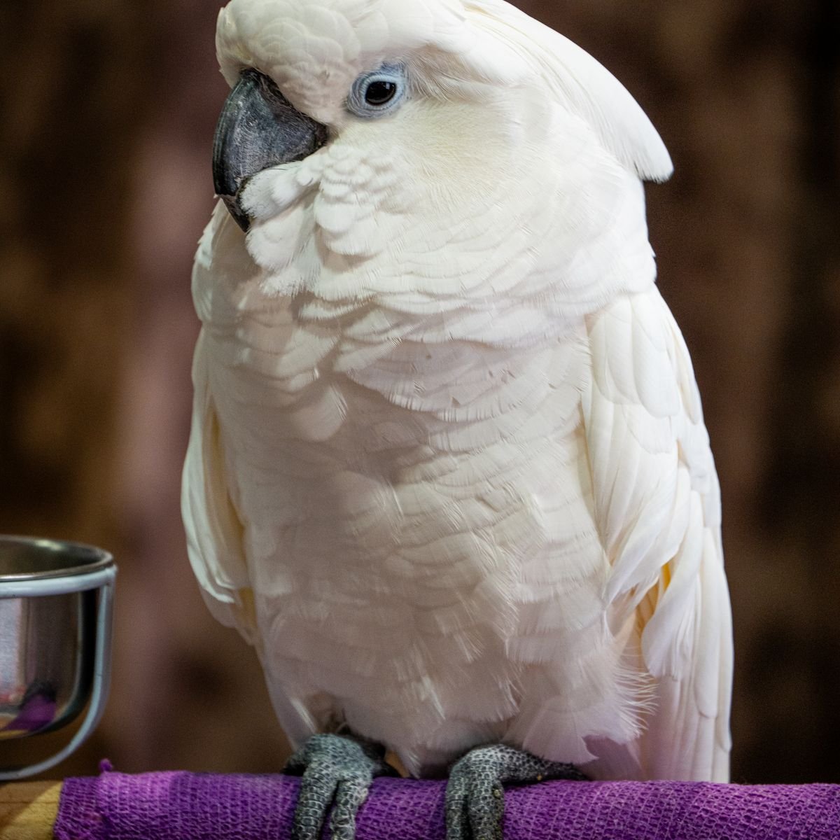 White cockatoo perched indoors during behavior and vocalization monitoring