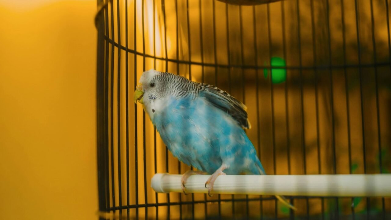 Blue budgerigar perched inside a cage while mobility is observed