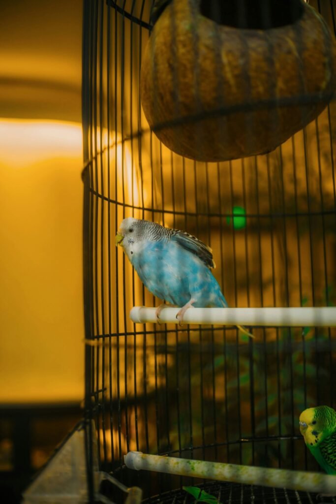 Blue budgerigar perched inside a cage while mobility is observed