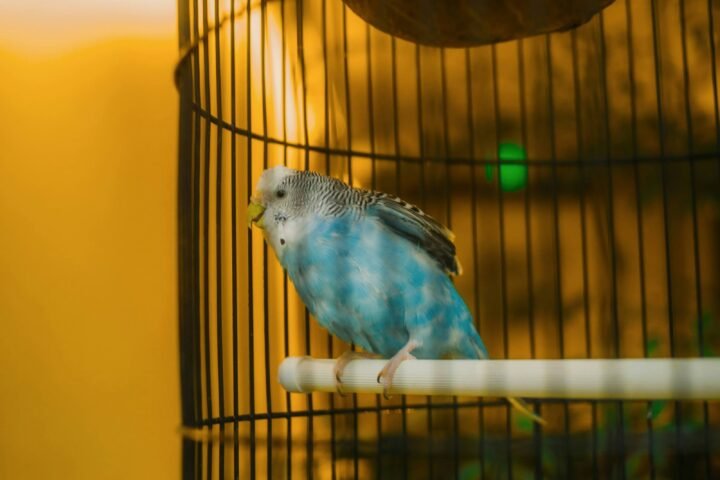 Blue budgerigar perched inside a cage while mobility is observed
