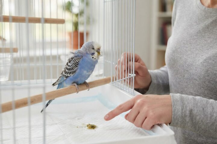 Budgerigar perched near a clean cage liner while an owner observes regurgitated food
