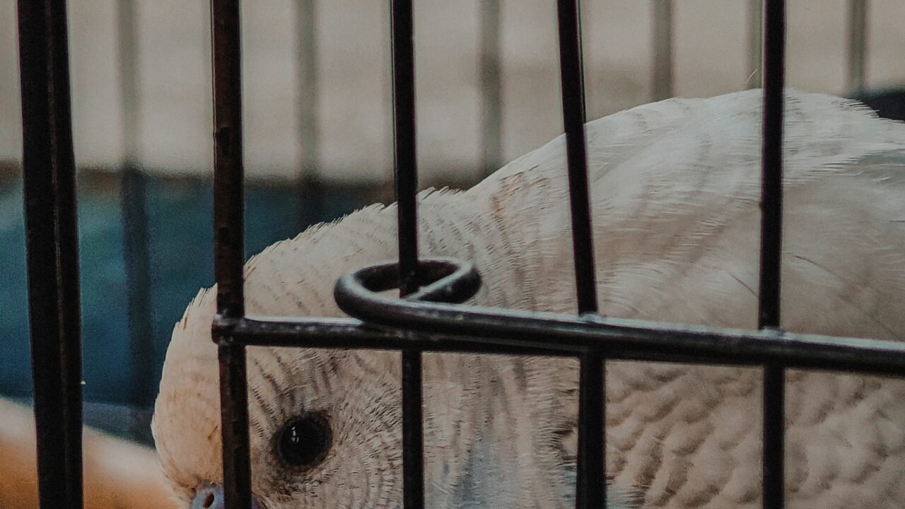 White budgerigar in a clean cage for health and droppings monitoring