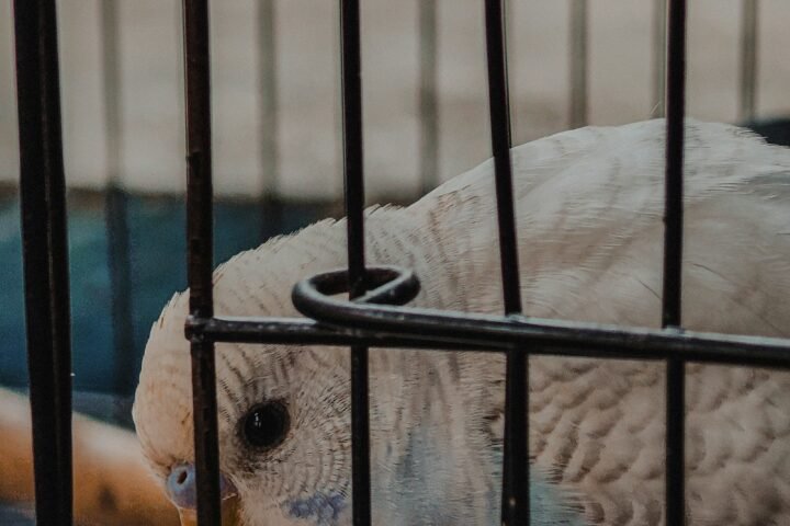 White budgerigar in a clean cage for health and droppings monitoring