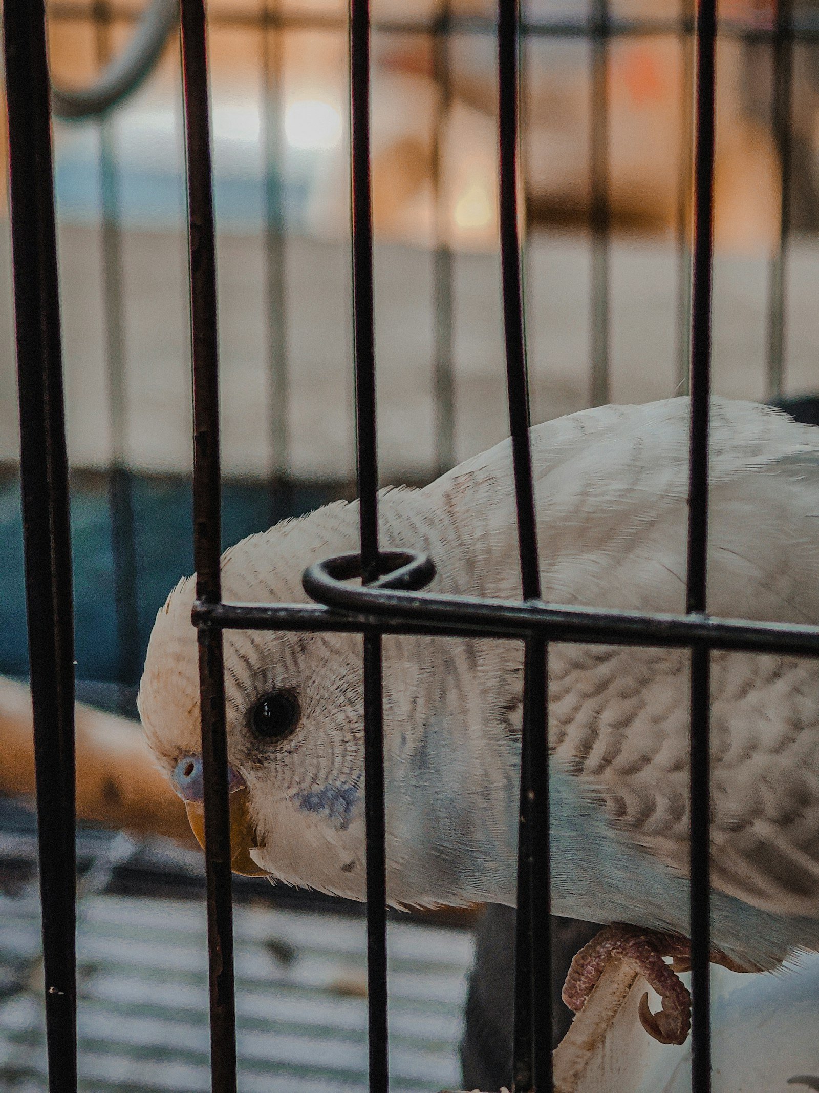 White budgerigar in a clean cage for health and droppings monitoring