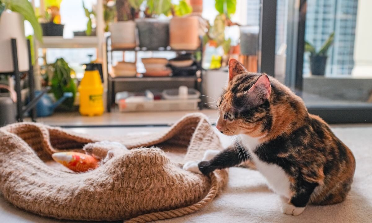 Indoor cat playing with a toy to relieve boredom at home