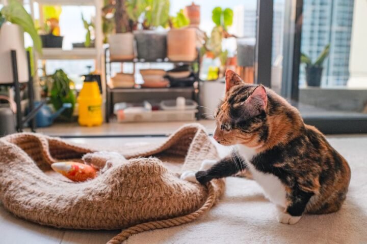 Indoor cat playing with a toy to relieve boredom at home