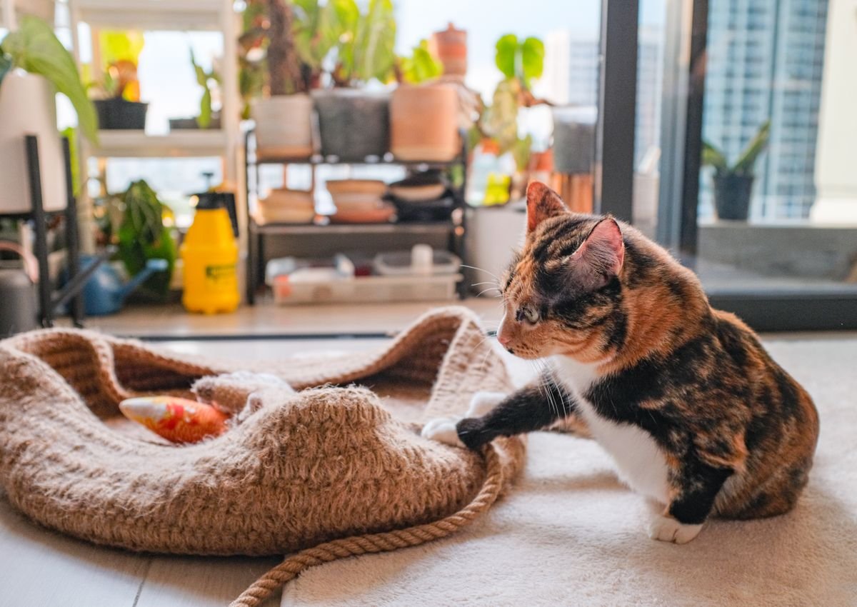 Indoor cat playing with a toy to relieve boredom at home