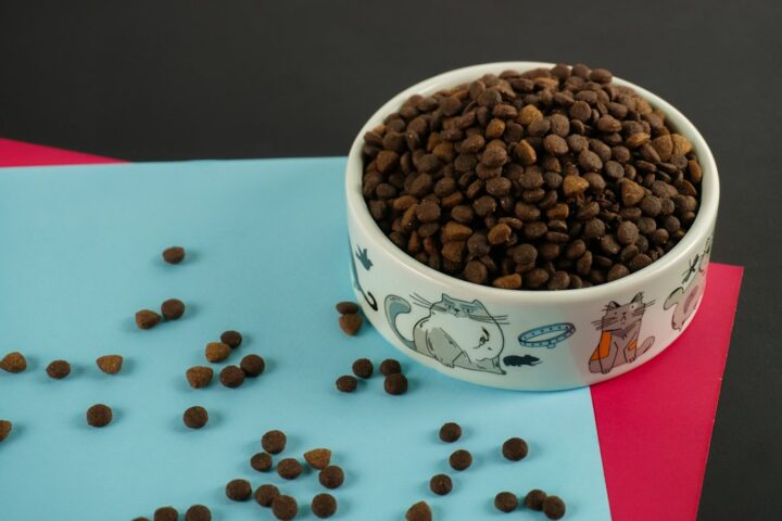 Dog food dish used to compare portion size and cost per day