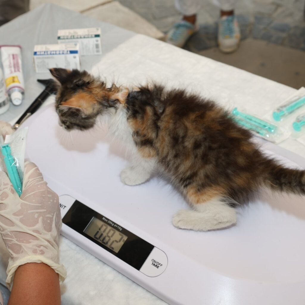 Cat standing on a veterinary scale during a weight check