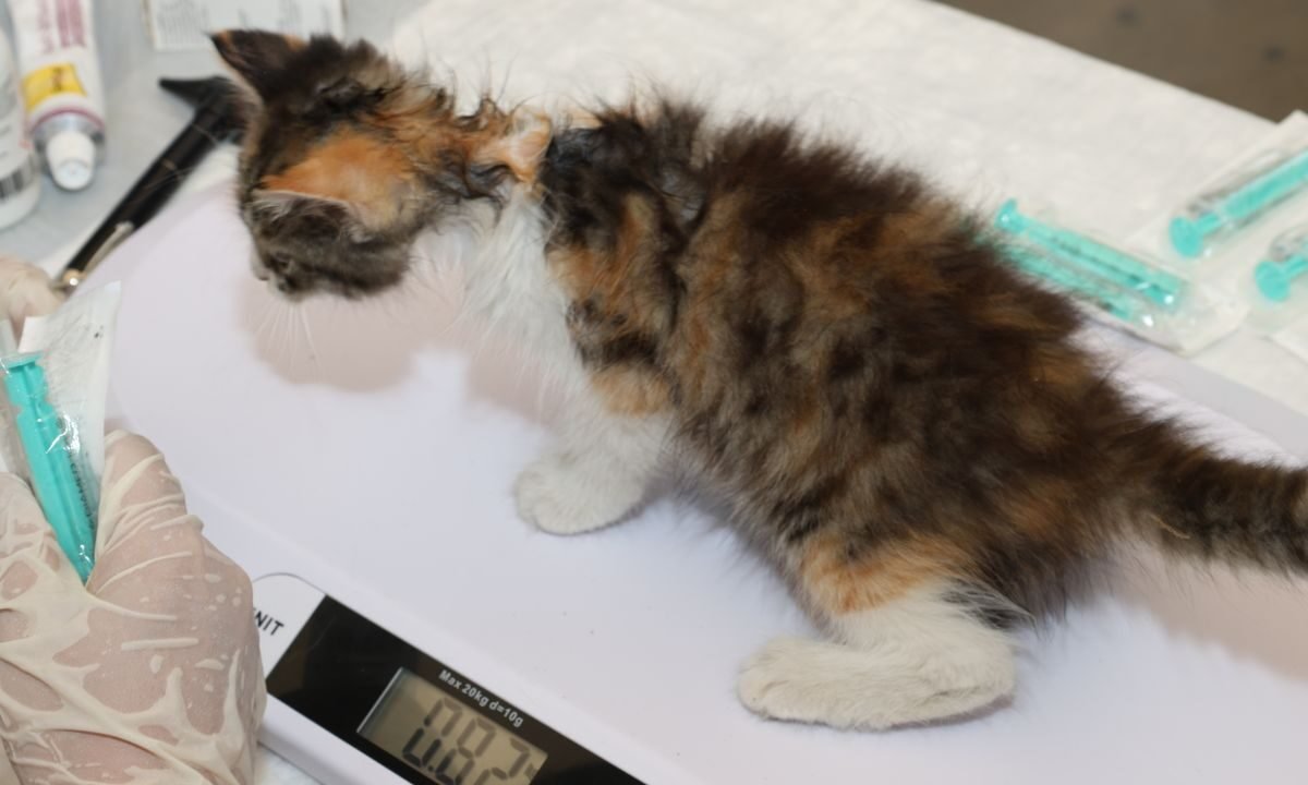 Cat standing on a veterinary scale during a weight check