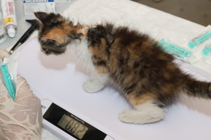 Cat standing on a veterinary scale during a weight check