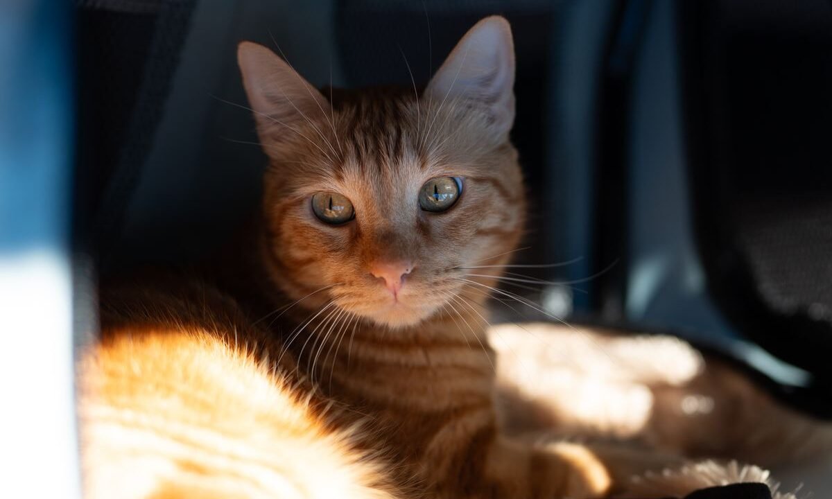 Orange tabby cat relaxing calmly inside a familiar pet carrier at home