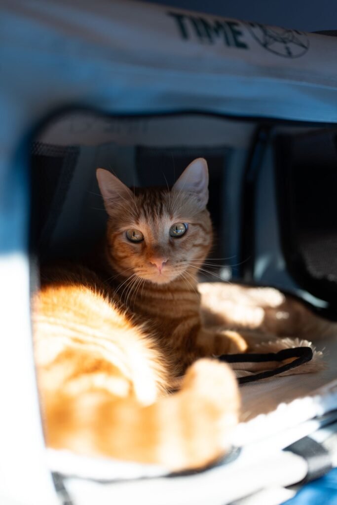 Orange tabby cat relaxing calmly inside a familiar pet carrier at home