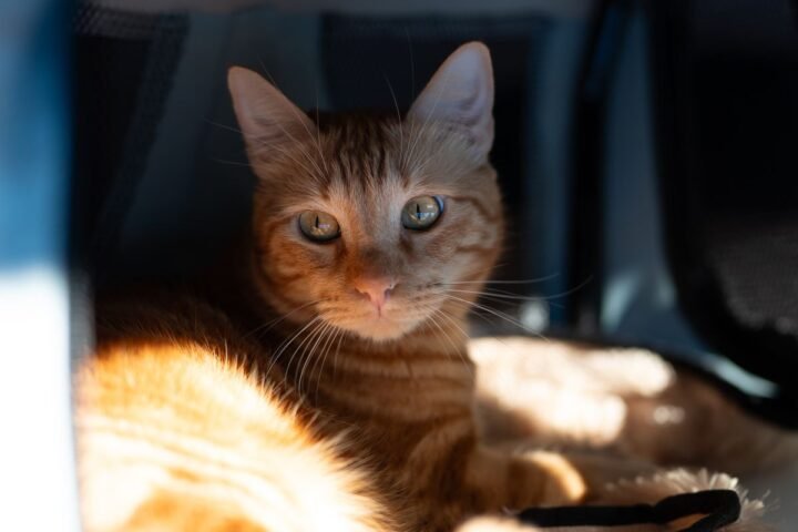 Orange tabby cat relaxing calmly inside a familiar pet carrier at home