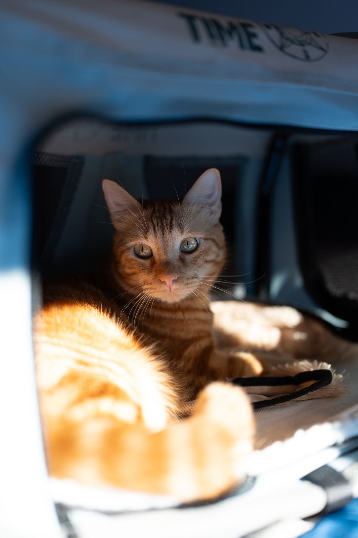 Orange tabby cat relaxing calmly inside a familiar pet carrier at home