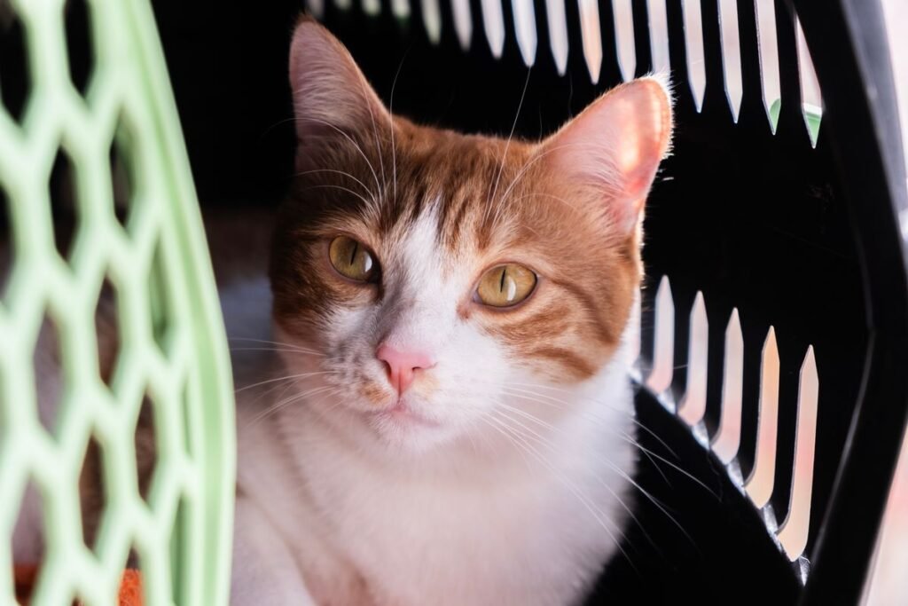Orange and white cat resting inside a pet carrier with room to sit comfortably