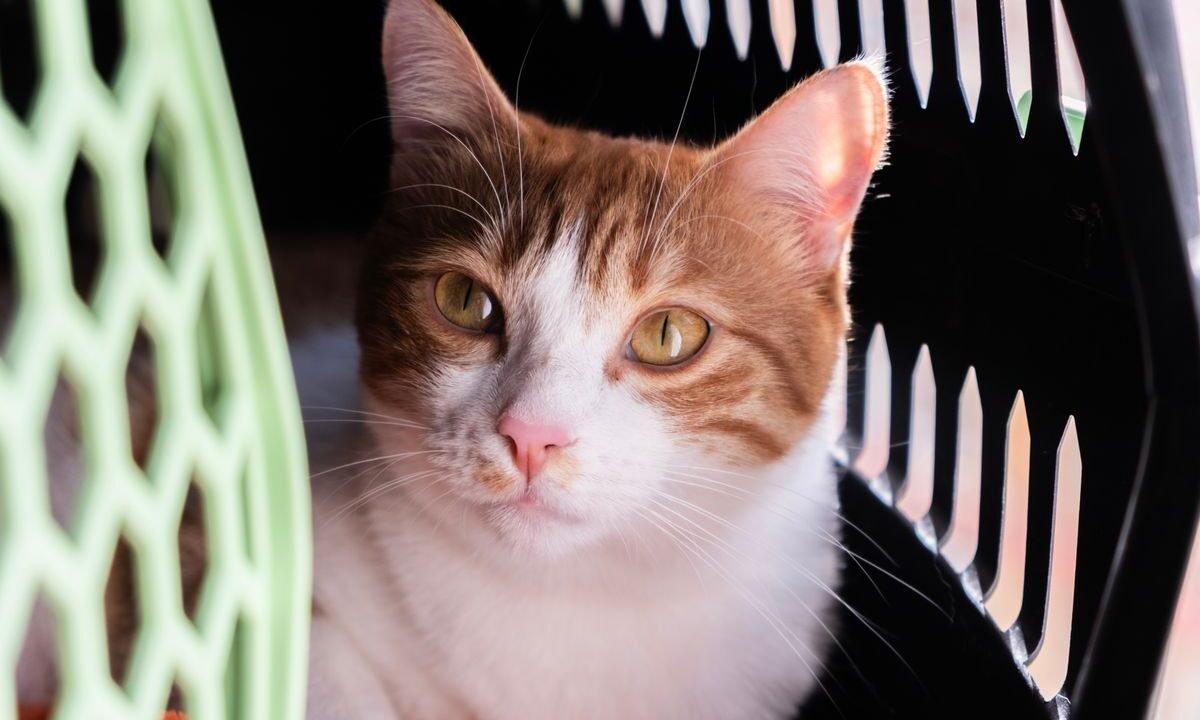 Orange and white cat resting inside a pet carrier with room to sit comfortably