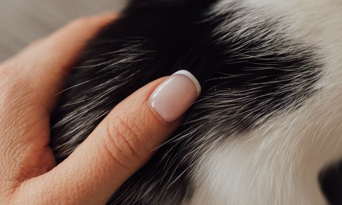 Hand gently checking a cat's fur during a coat and skin inspection