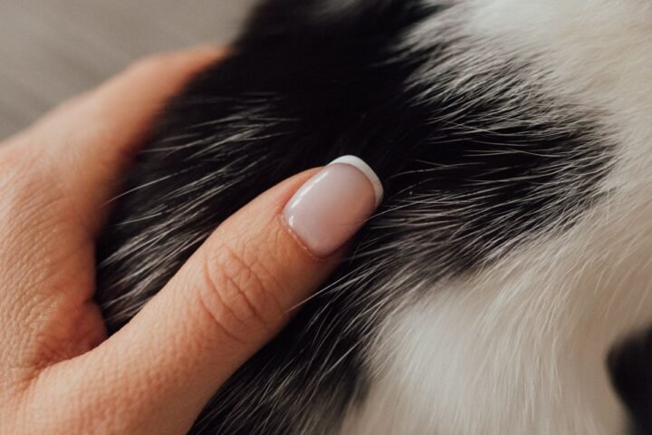 Hand gently checking a cat's fur during a coat and skin inspection