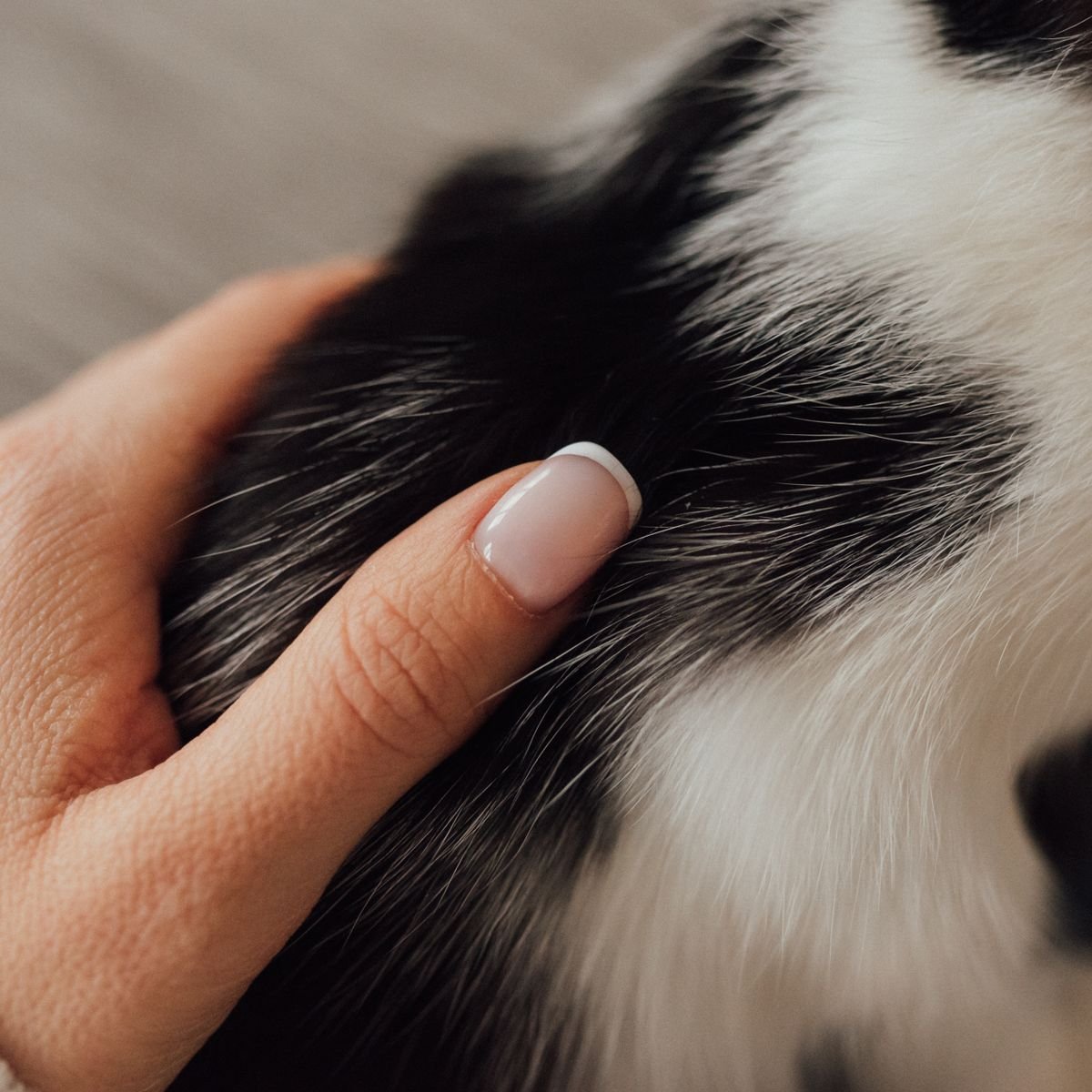 Hand gently checking a cat's fur during a coat and skin inspection