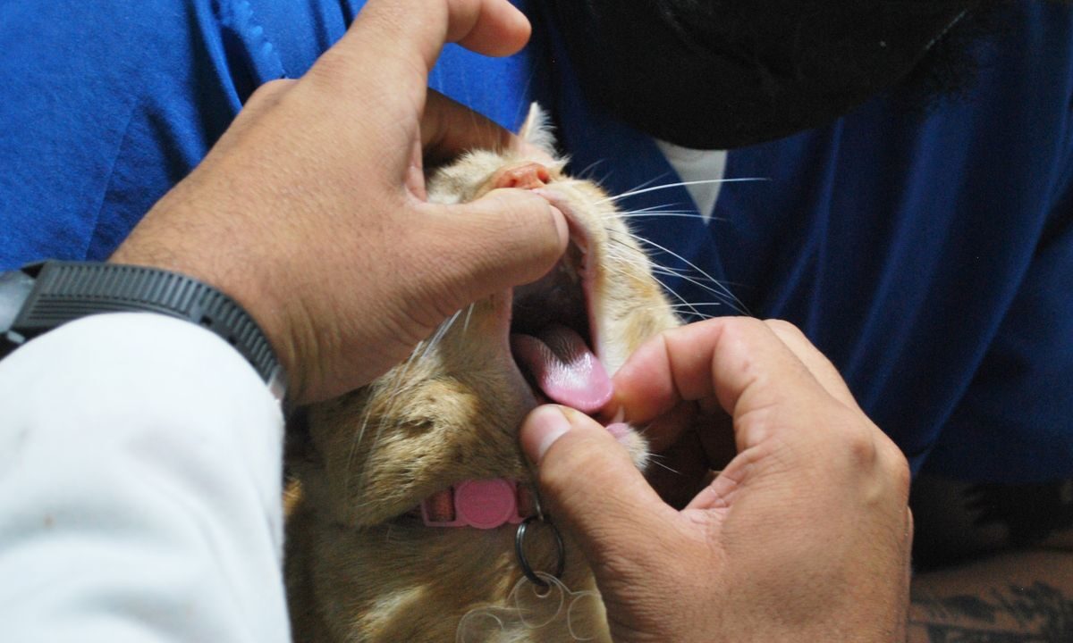 Veterinarian checking a cat's teeth during a clinic examination