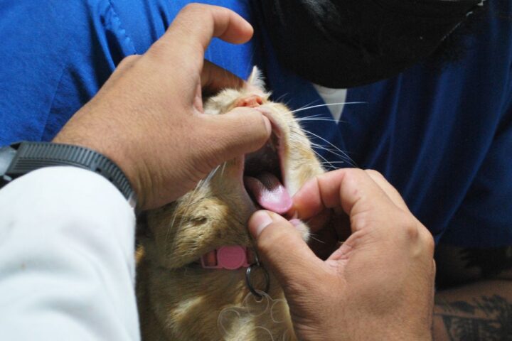 Veterinarian checking a cat's teeth during a clinic examination