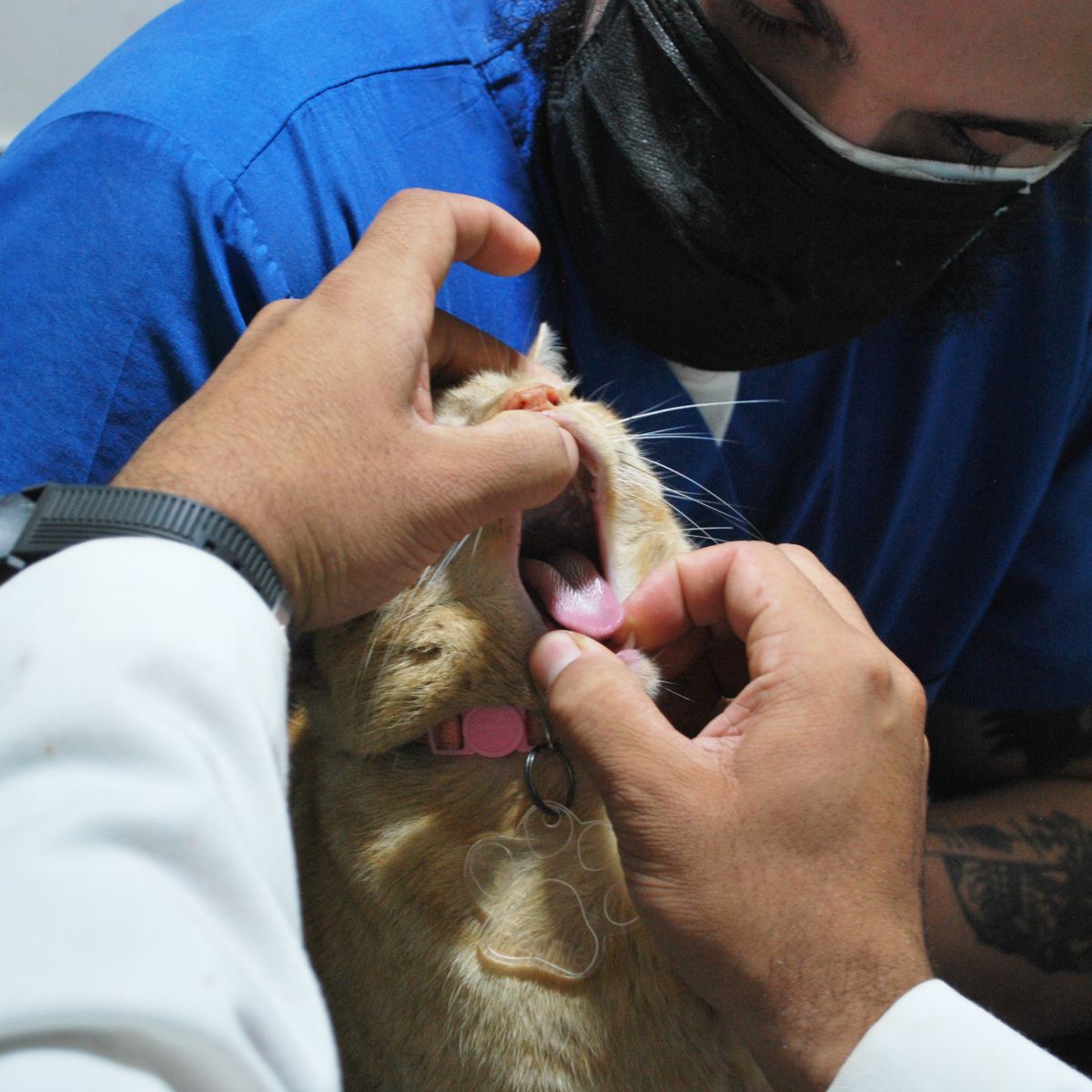 Veterinarian checking a cat's teeth during a clinic examination
