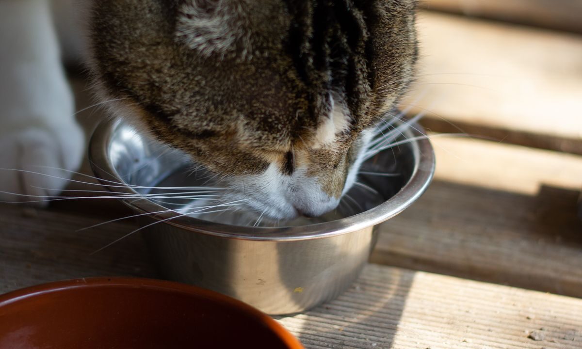 Tabby cat drinking water from a stainless steel bowl