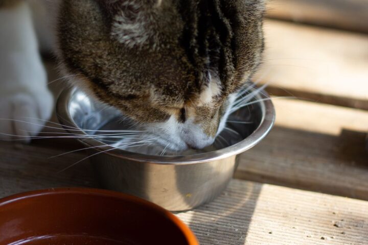 Tabby cat drinking water from a stainless steel bowl
