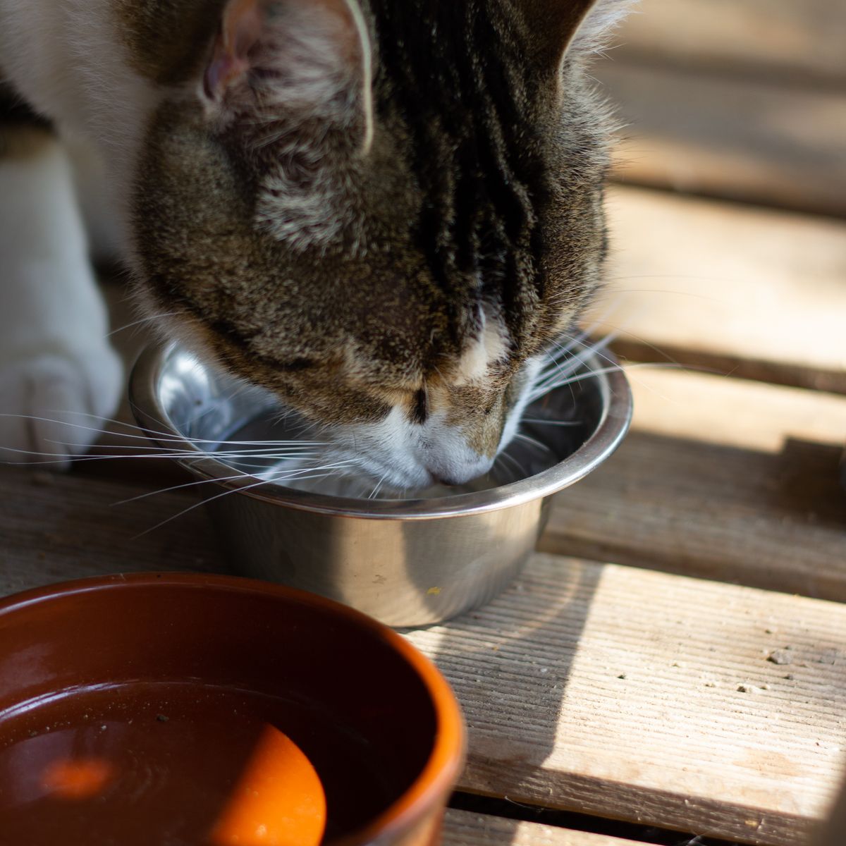 Tabby cat drinking water from a stainless steel bowl