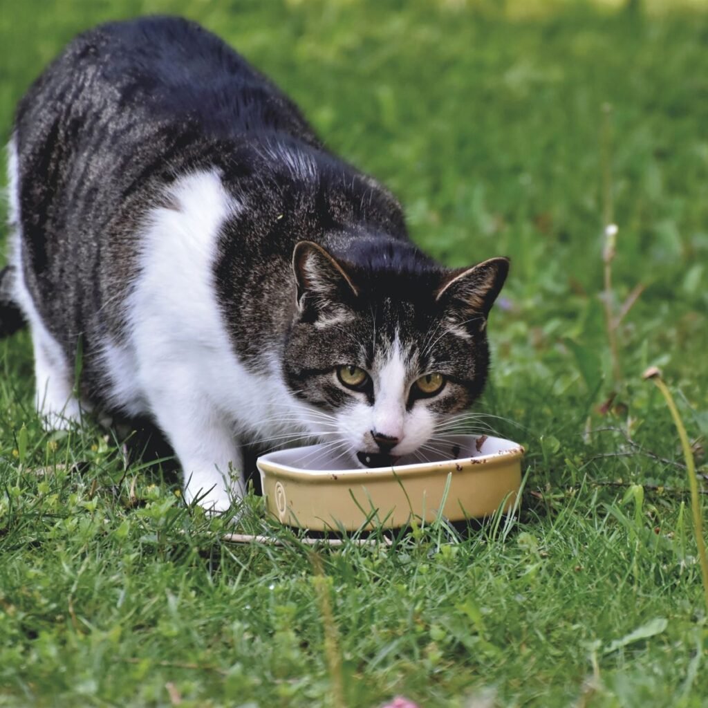 Domestic cat eating from a bowl during a gradual food transition