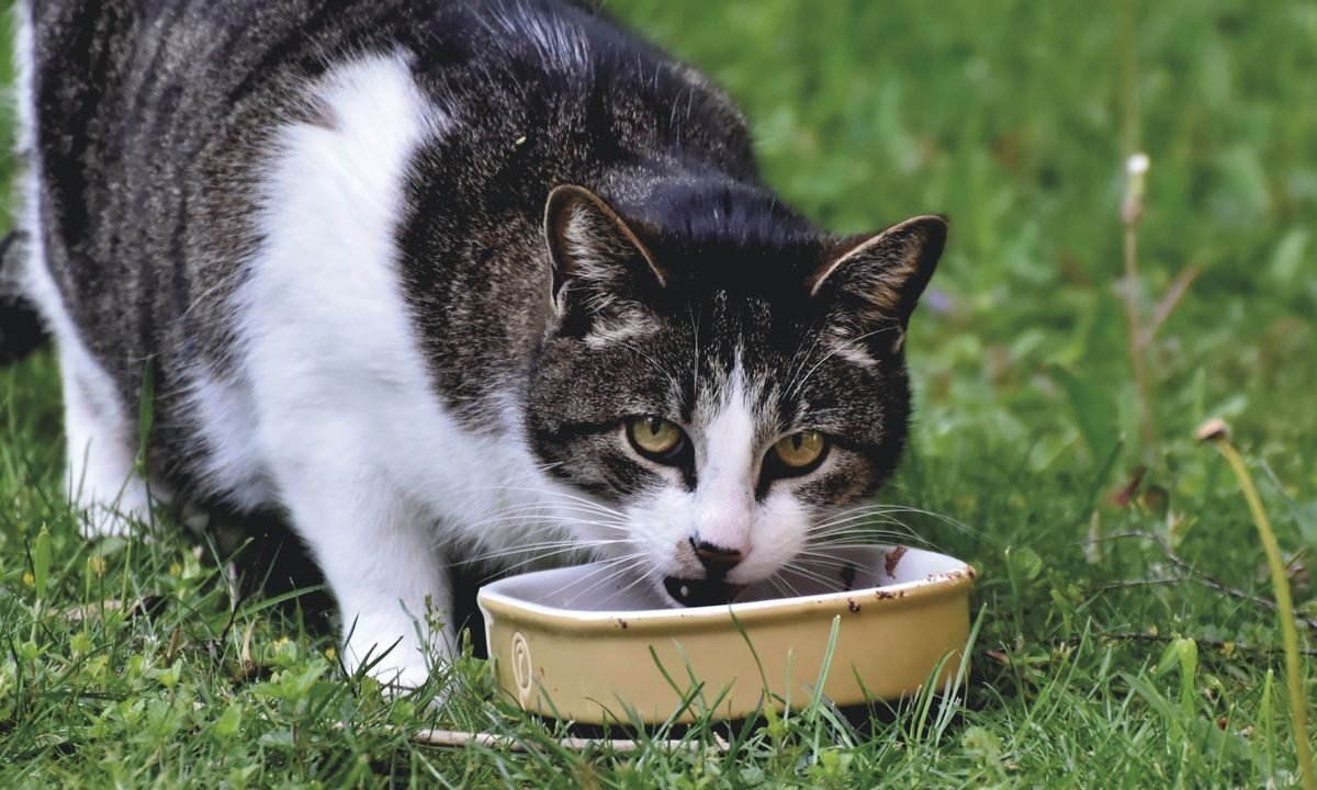 Domestic cat eating from a bowl during a gradual food transition
