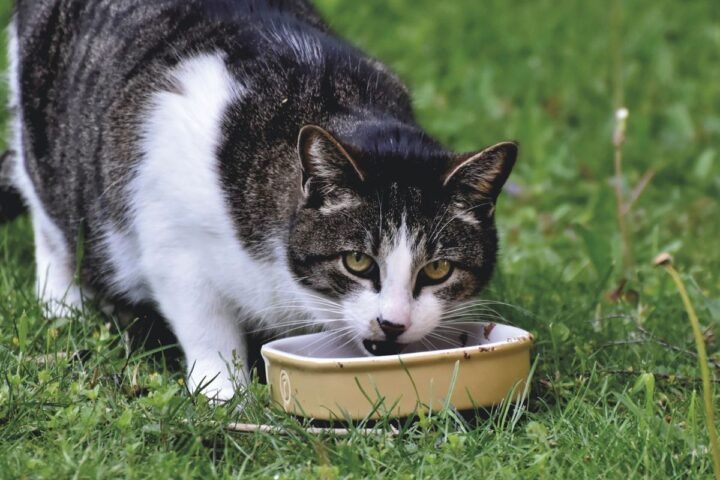 Domestic cat eating from a bowl during a gradual food transition