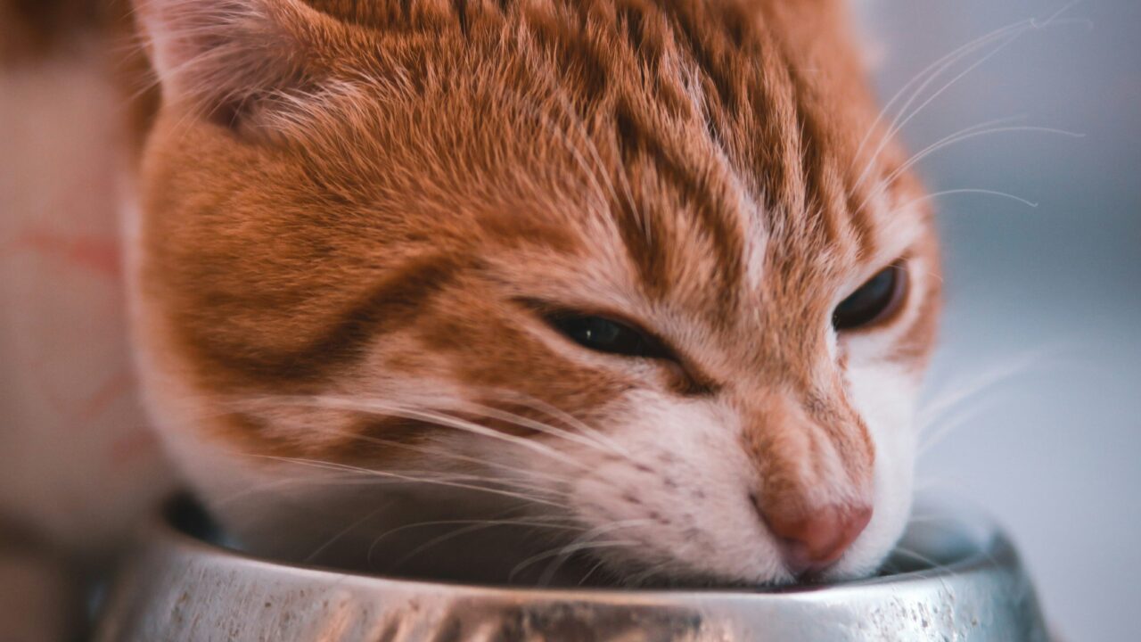Cat eating from a food bowl during a controlled diet trial for suspected food allergy