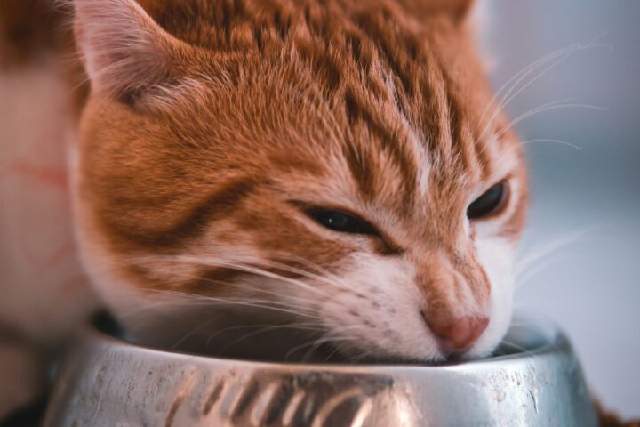 Cat eating from a food bowl during a controlled diet trial for suspected food allergy