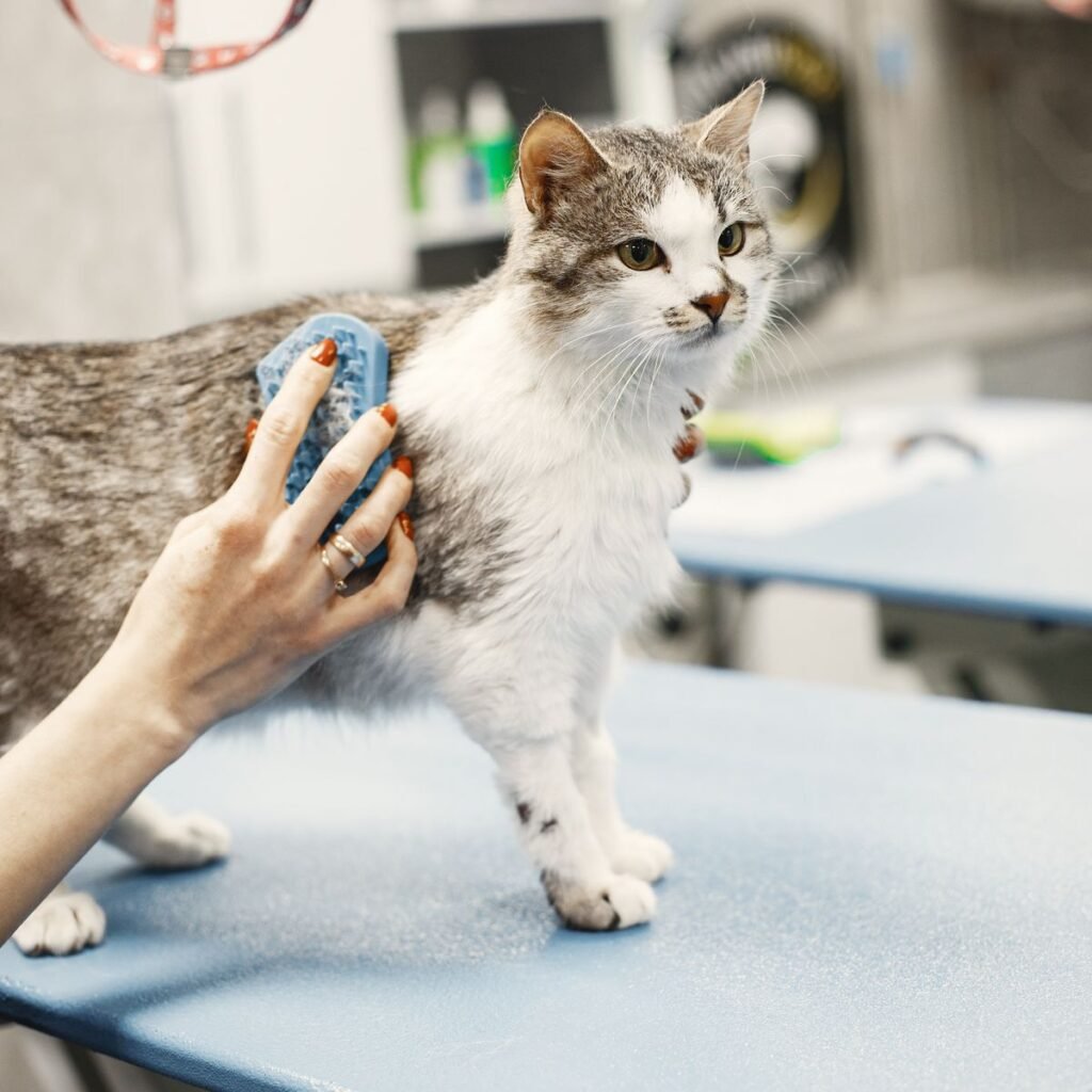Tabby cat being gently brushed during a grooming session