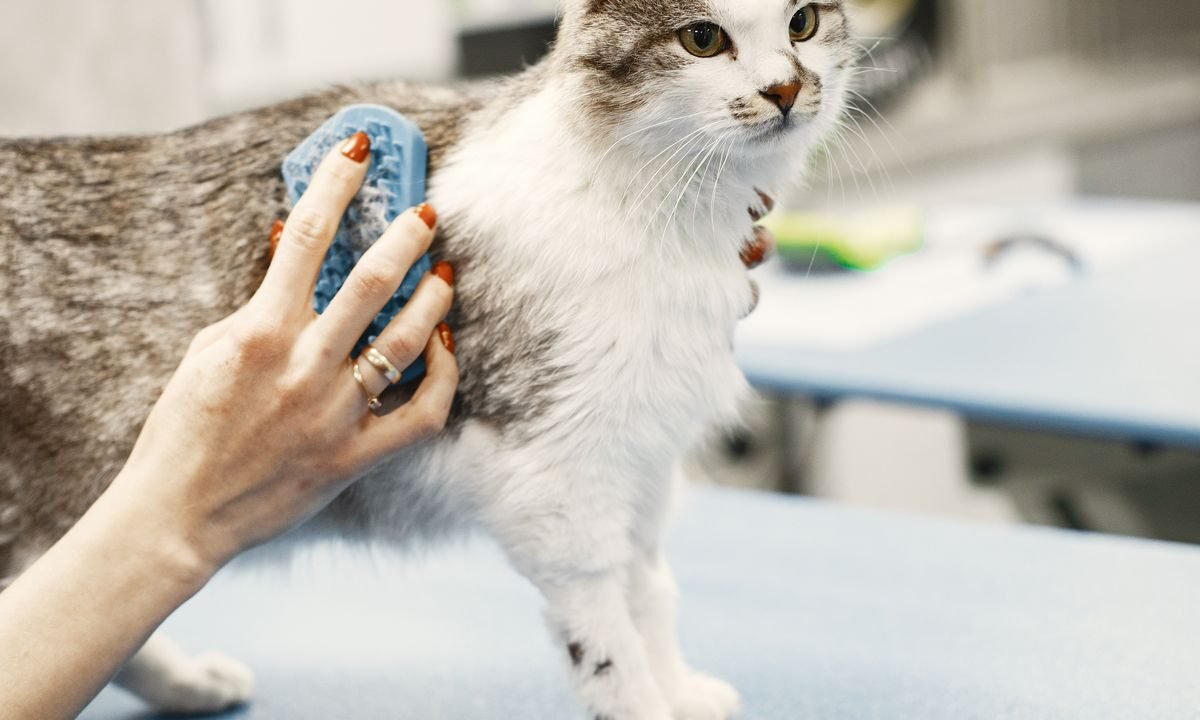 Tabby cat being gently brushed during a grooming session