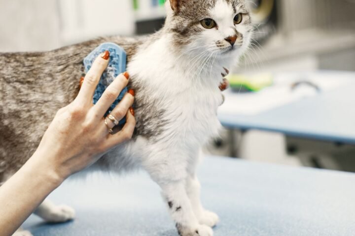 Tabby cat being gently brushed during a grooming session