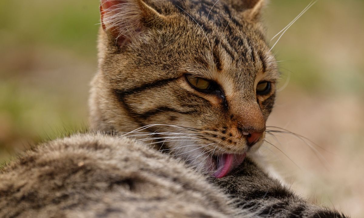 Tabby cat grooming and licking its fur