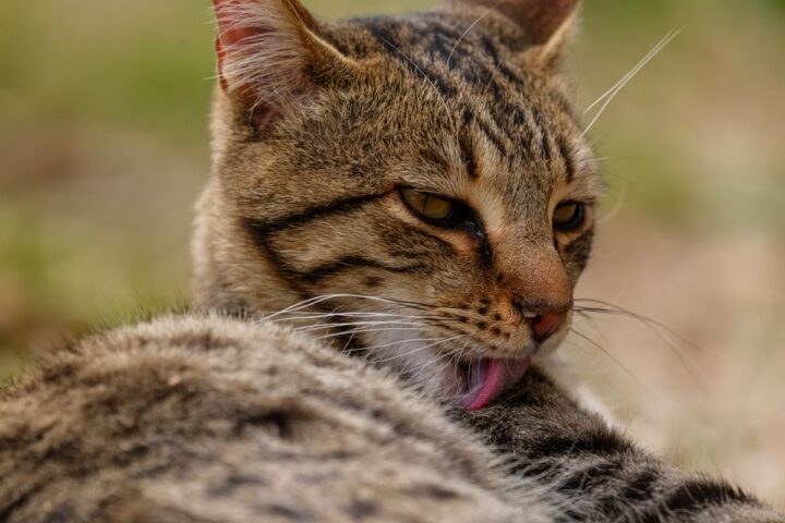 Tabby cat grooming and licking its fur