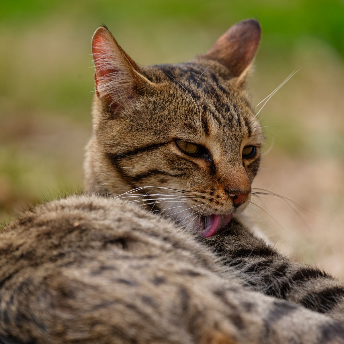 Tabby cat grooming and licking its fur