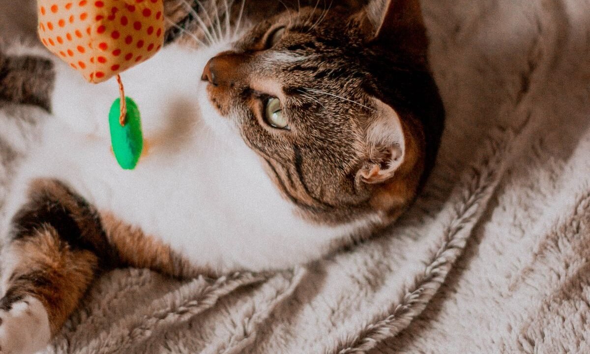 Indoor cat playing independently with a toy at home