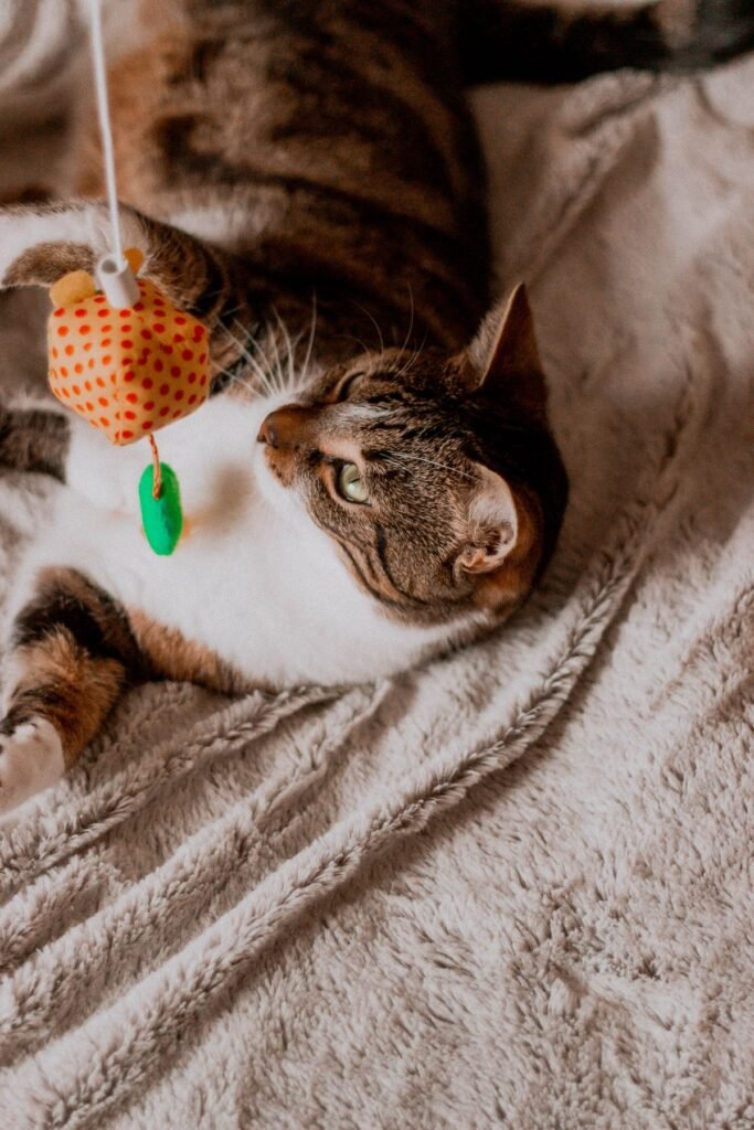 Indoor cat playing independently with a toy at home
