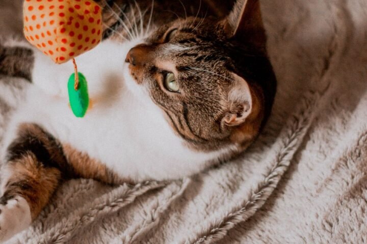 Indoor cat playing independently with a toy at home