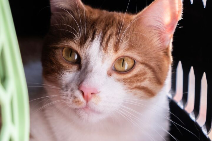 Orange and white cat resting calmly inside a pet carrier