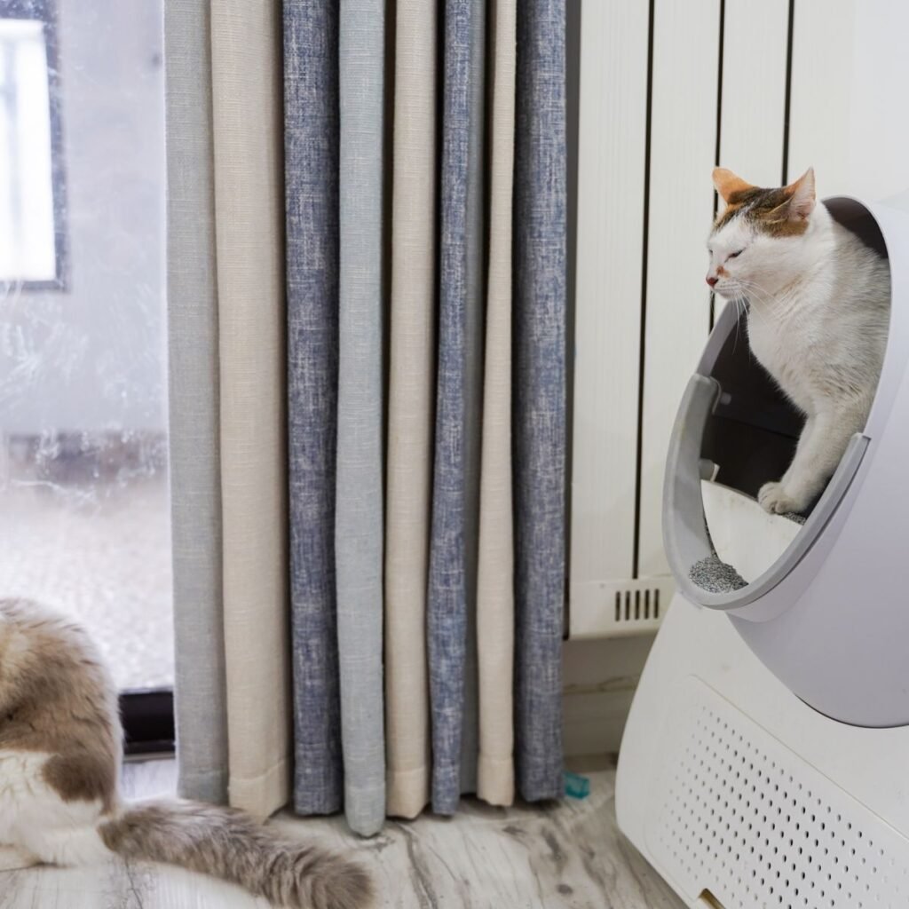 Two cats relaxing near a litter box in a clean indoor home