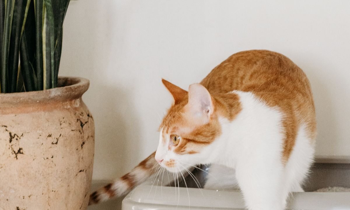 Orange and white cat stepping out of a litter box in a home