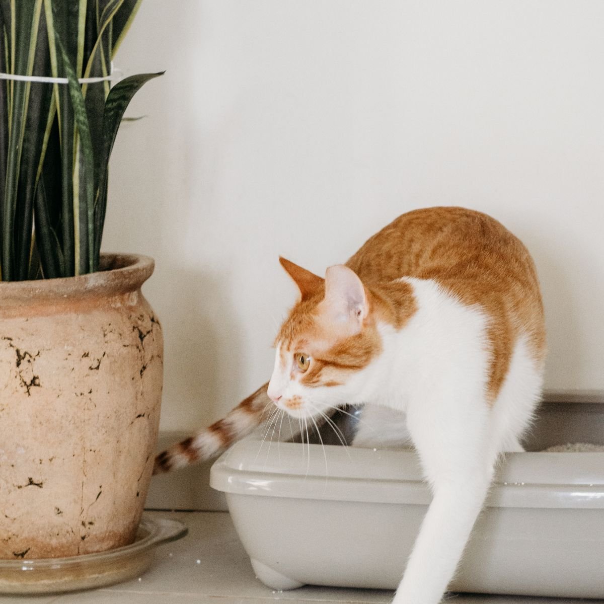 Orange and white cat stepping out of a litter box in a home