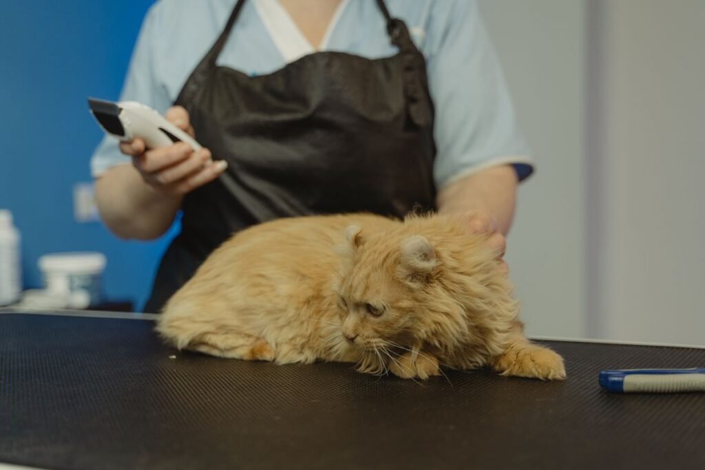 Long-haired cat receiving careful professional grooming for tangled fur